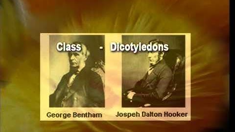 Taxonomy and Diversity of Ranunculaceae