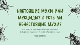 Настоящие мухи, или мусциды? А есть ли ненастоящие мухи?