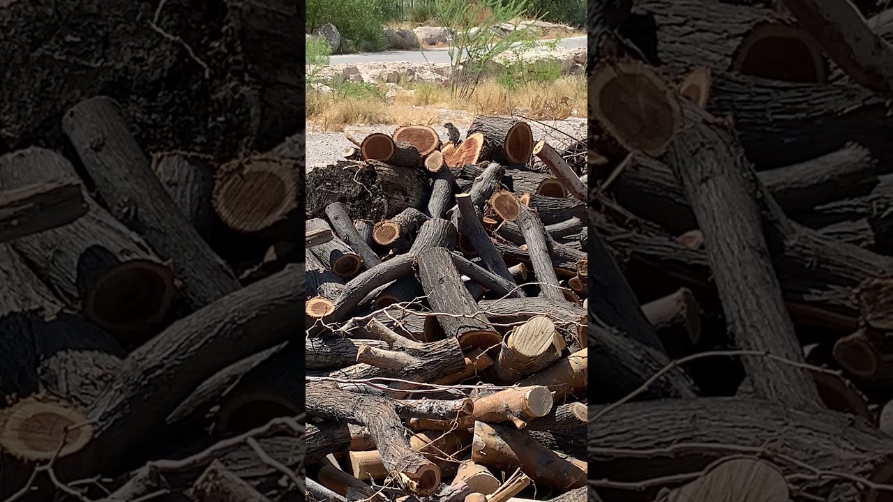 White-tailed antelope squirrel warning call