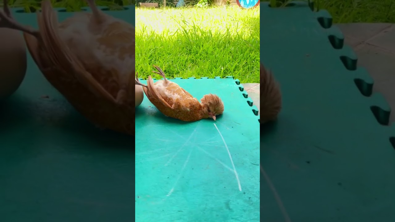 How Hypnotize Chicken