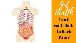 Gut Health... Can It Cause Your Back Pain?