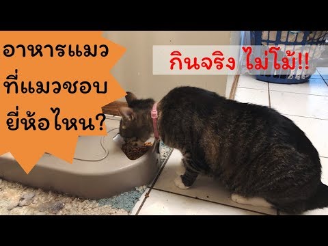 TailyTalk: EP2 - อาหารหมา ทำไมต้องเค็ม? แล้วจะเลือกยังไง? มีเกรดอะไรบ้าง? (9-11-2018). 