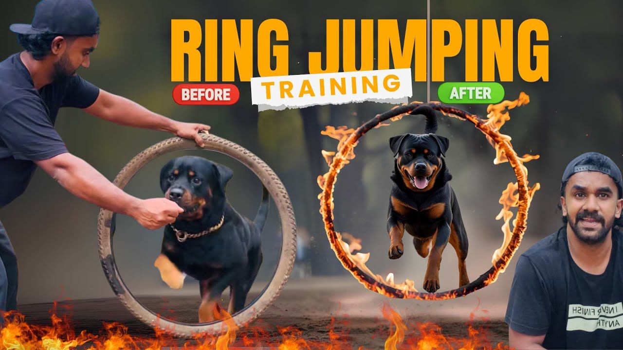 ബ്ലാക്കിയെ റിങ്ങിലൂടെ ചാടാൻ പഠിപ്പിച്ചു 🔥 | Ring Jumping Training | ബ്ലാക്കി ഫ്ലവർ അല്ല ഫയറാണ്
