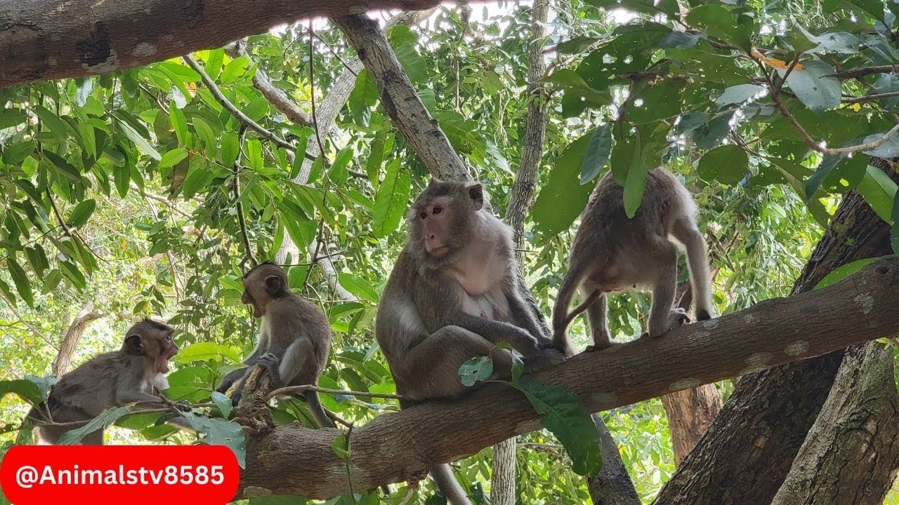 Monkeys Compilation funny monkey clip @dailyanimal-89 - YouTube