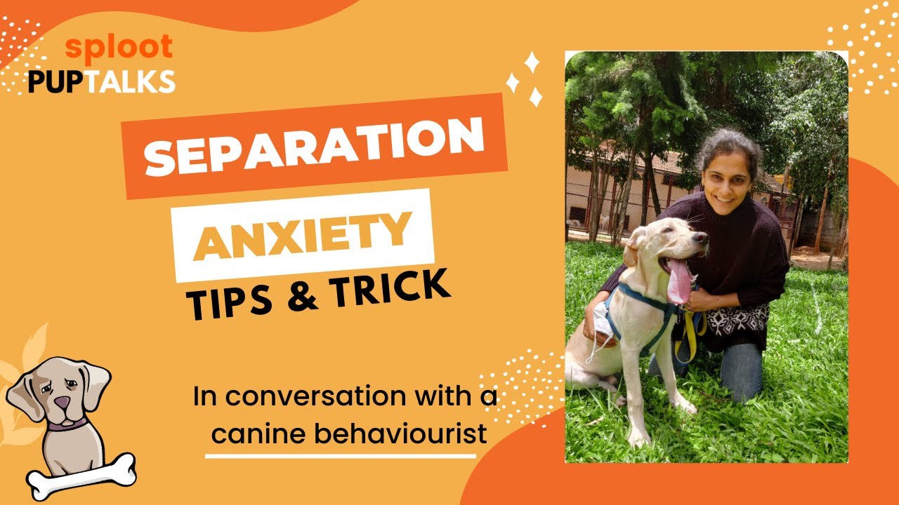 Stunning Canine Separation Anxiety Management Through Exercise image