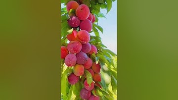 سورة الروم25-29: القارئ/محمد جواد سوالمة