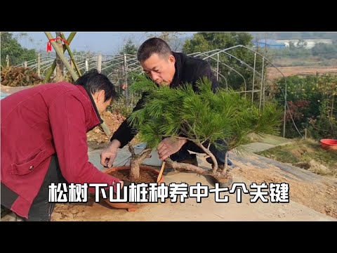 Seven Key Factors to Improve the Survival Rate of Piles Under Pine Trees提高松樹下山樁成活率的七個種養關鍵因素