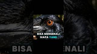 Burung Gagak Bisa Ingat Wajah Manusia#faktahewan# #HewanCerdas#ShortsViral #EdukasiHewan