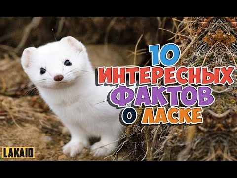 10 интересных фактов о Ласке