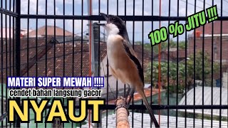 cendet gacor JITU MATERI SUPER MEWAH,, PANCINGAN CENDET AGAR BUNYI bikin BURUNG PENTET GACOR NYAUT