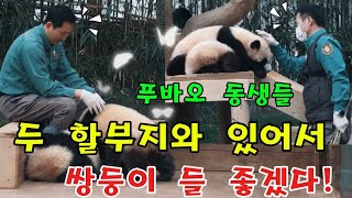 에버랜드 판다월드 푸바오 동생들 은 좋겠다!두 할부지와 있어서 😄😁 by panda stick 월드 3,381 views 1 day ago 8 minutes