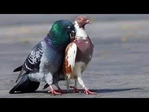 تزاوج الحمام البلدى التقيل 