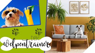 Vacation for Dogs: What Does a Dog Boarding Kennel Look Like? | The Puppy Trainer | sixx screenshot 5