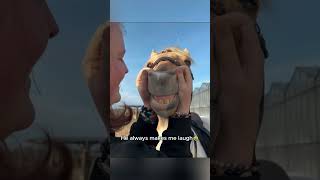 Mischievous US Horses Crack Up Everyone On The Ranch 🤣#WesternHumorHorses #USFarmHorseFun