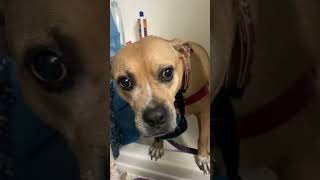 Pittie loves her baths!!!!