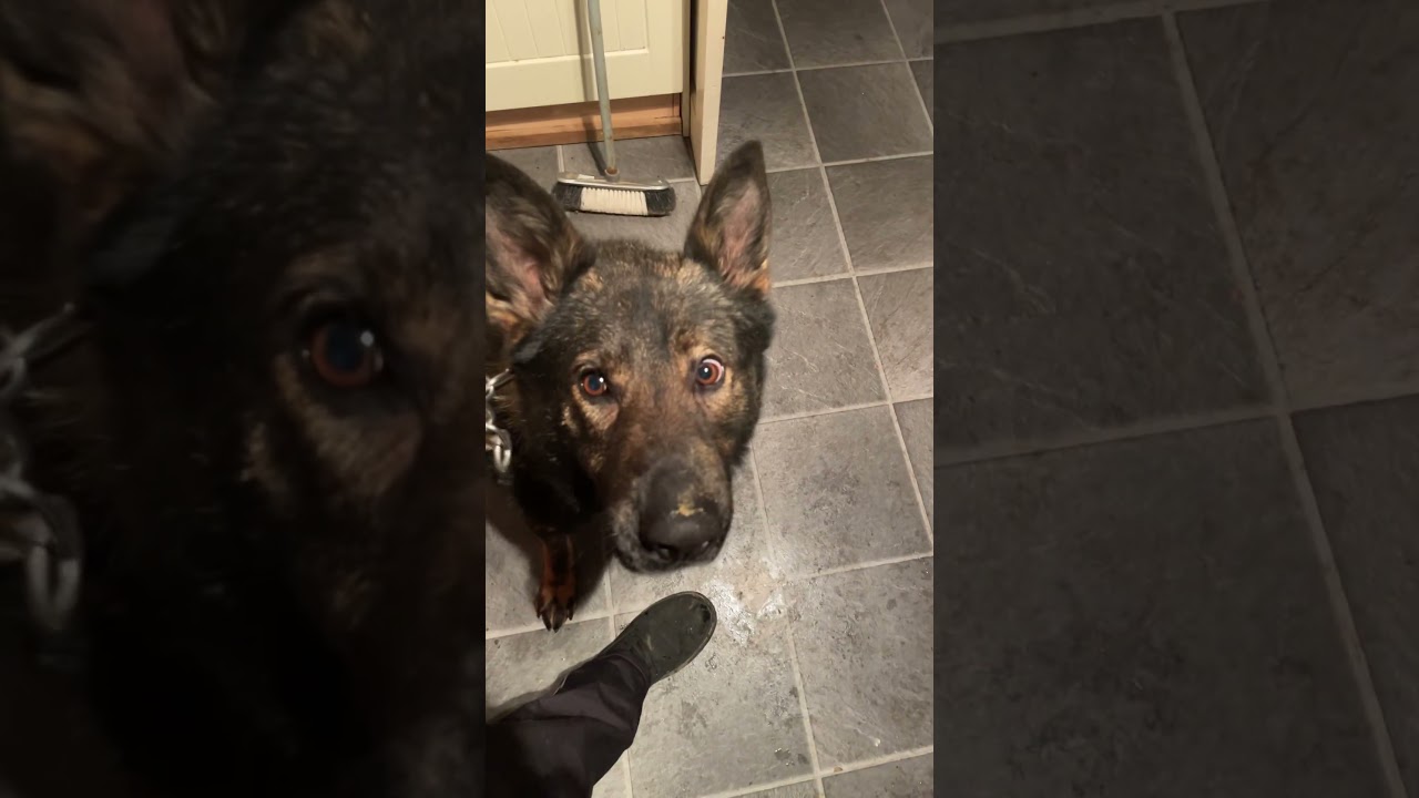 Выгуливаю двух своих любимых мальчиков.