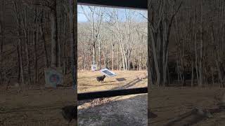 Dog Plays on Swing by Himself - 1392283