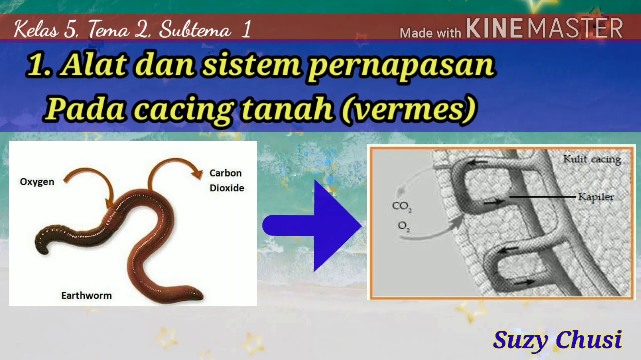 Alat Pernapasan Pada Hewan Cacing Tanah Serangga Dan Ikan Pada Kelas 5 Tema 2 Subtema 1 Youtube Alat Pernapasan Pada Hewan Cacing Tanah Serangga Dan Ikan Pada Kelas 5 Tema 2 Subtema 1 Youtube