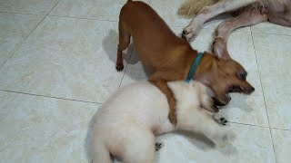 Puppy Said to Small Dog: Stop Bullying Me, I Told My Mom by Top Kitten TV 187 views 2 years ago 3 minutes, 36 seconds