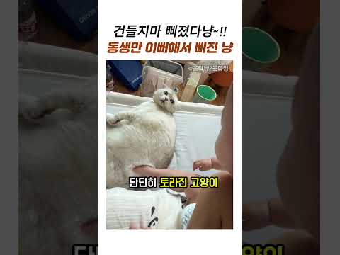 질투의 화신을 깨우다 #재미있는동물 #고양이 #삐진고양이 thumbnail