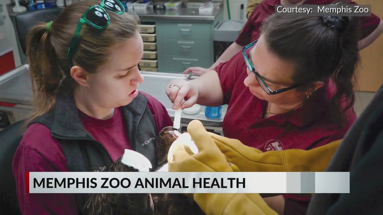 Memphis Zoo announces campaign to raise $1.5 million for animal hospital upgrade