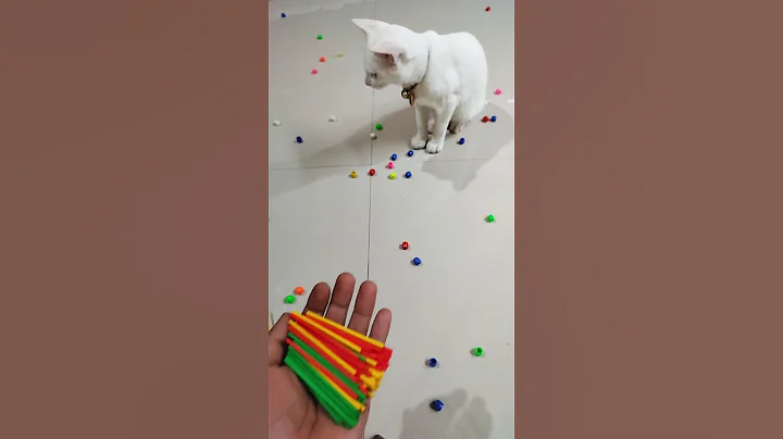 Video 9953721: funny cats uk