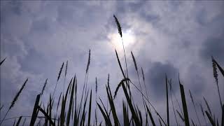 (background video) bunga rumput ilalang,,