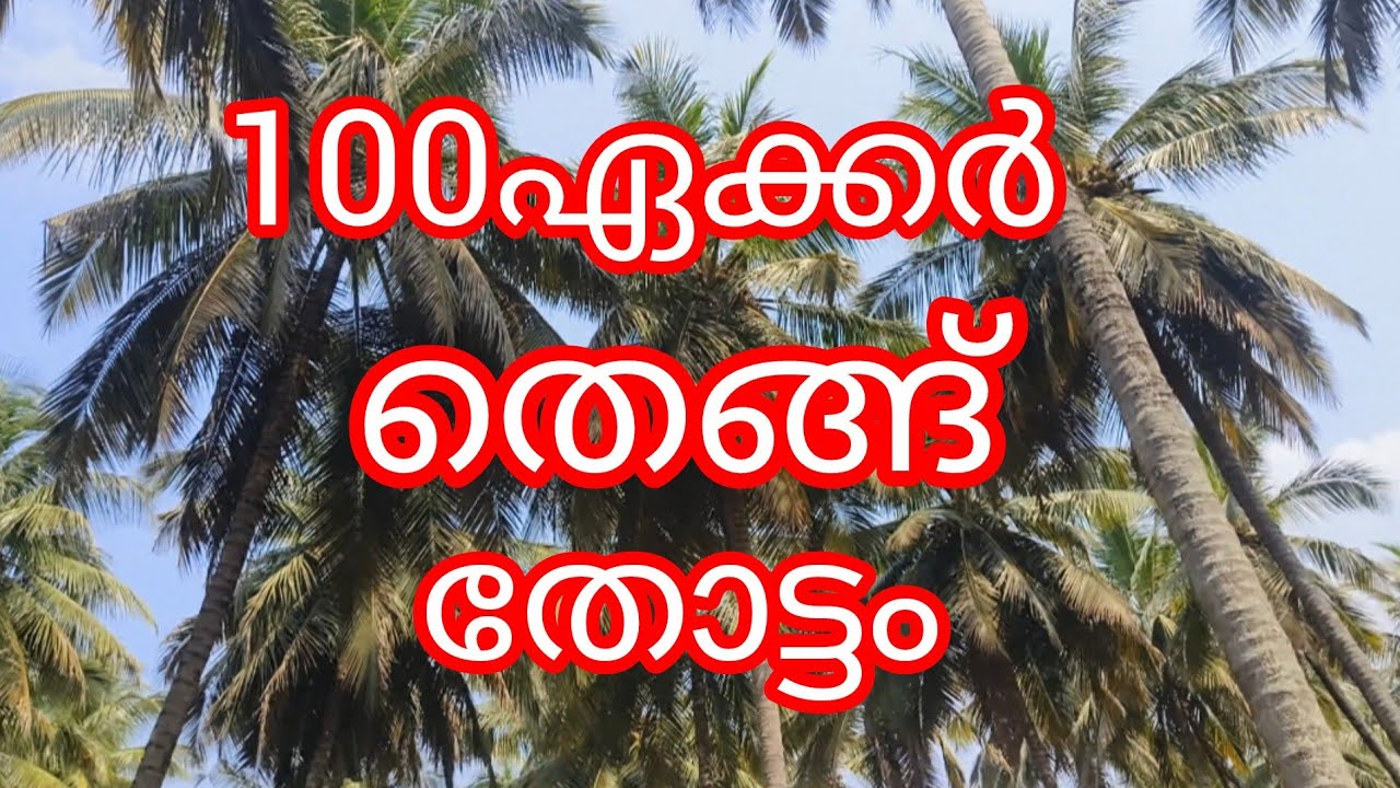 100ഏക്കർ സ്ഥലം തെങ്ങ് തോട്ടം ബസ്സ്‌റൂട്ടിൽ.