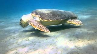 Caretta caretta - an underwater encounter