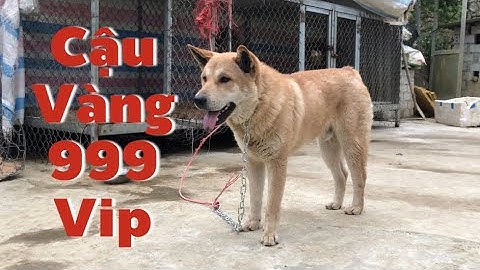 Hmong Cộc Vàng Đực Quá Xuất Sắc. Đủ tiêu chuẩn Chứng Nhận Giống.| Cu hải