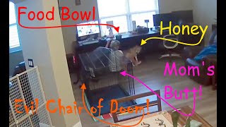 Megaesophagus: Feeding an Ailing Dog can be dangerous!