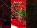 outdoor guppy fish tenk setup