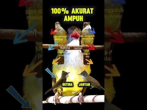 #1 🔴Suara Cucak Jenggot Gacor Speed Rapat Full Beset❗️Materi Jenggot Mewah Ini