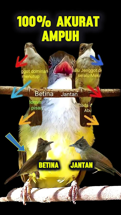 Cucak Jenggot Jantan dan Betina