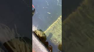 Some golden trout in San Joaquin trout hatchery