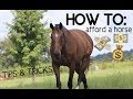 HOW TO AFFORD A HORSE!! tips & tricks