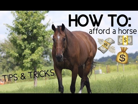 WIE EIN PFERD LEISTEN !! Tipps