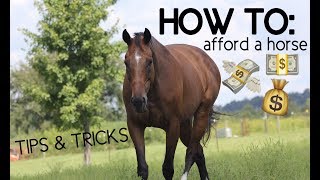HOW TO AFFORD A HORSE!! tips & tricks