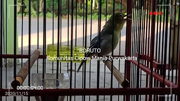 Cipow / sirtu full ngetir a/n BORUTO