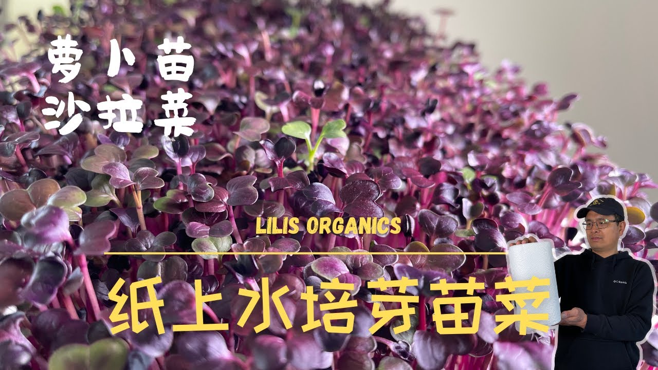 纸上水培芽苗菜，鲜嫩美味的萝卜苗和沙拉菜苗，12天可收获 | Grow radish and salad mix microgreens on paper towel hydroponically