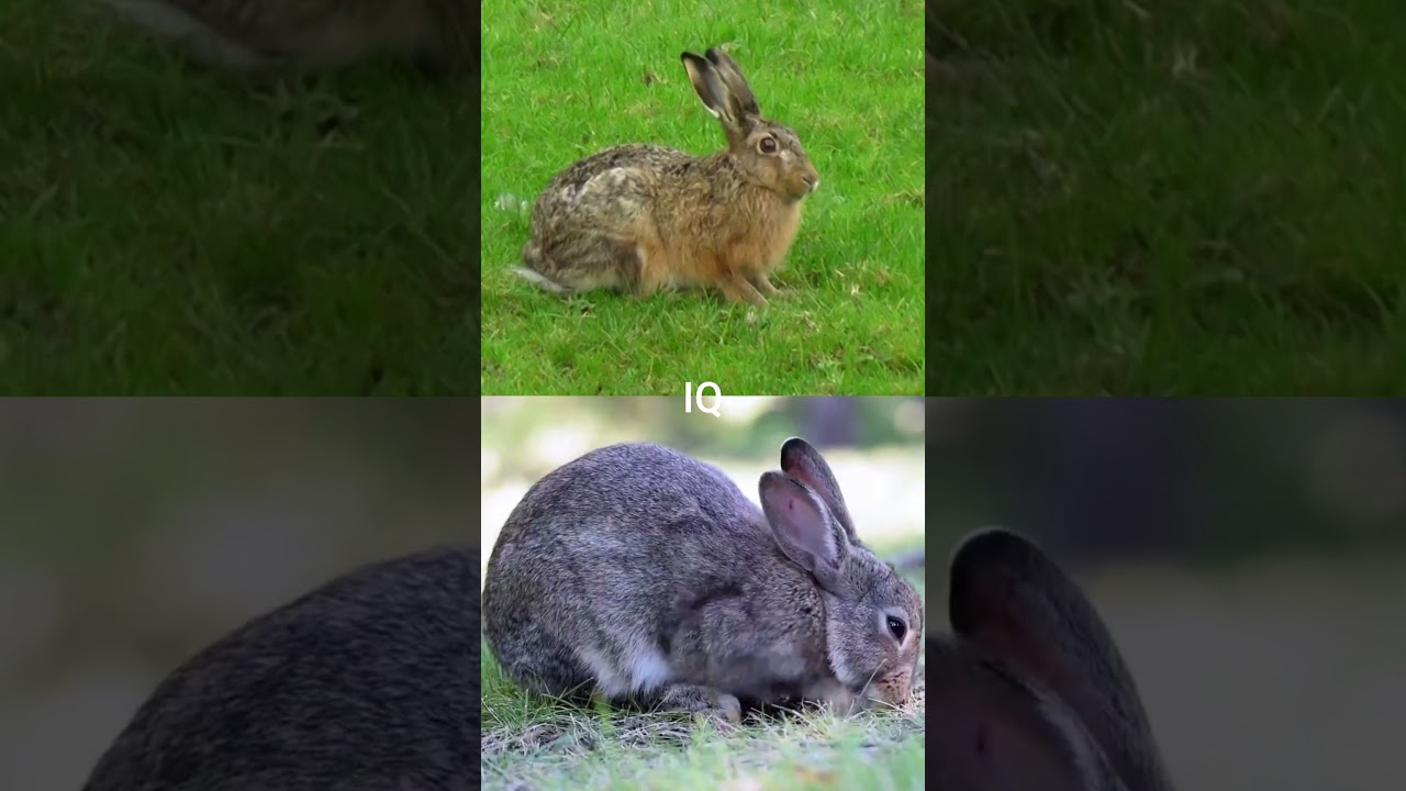 White Tailed Hare vs Rabbit 