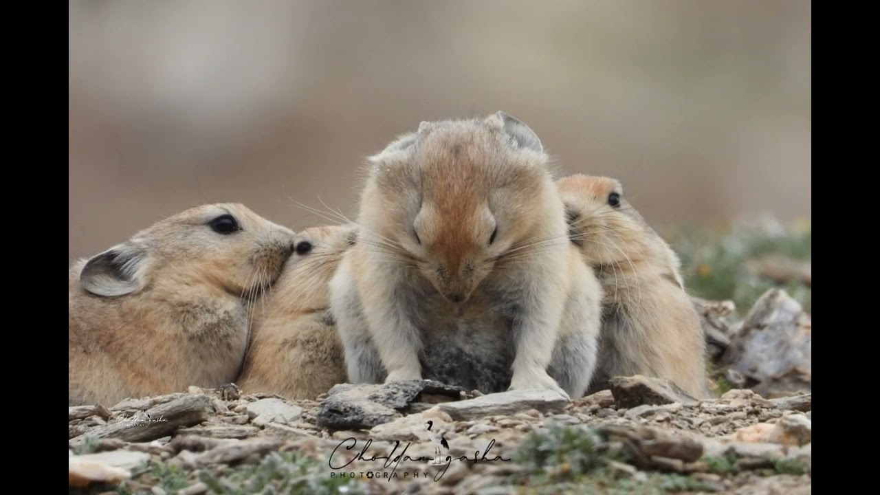 The plateau pika (Ochotona curzoniae), Ladakh India 🇮🇳