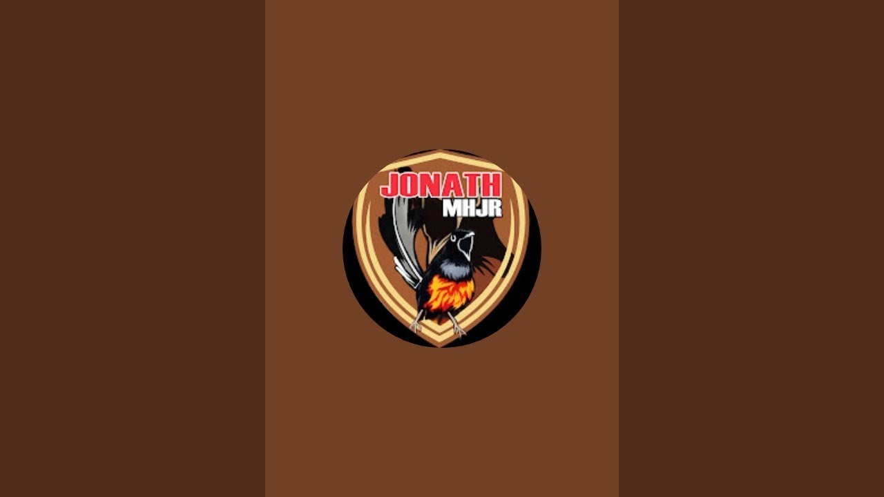 LIVE!!! bongkar murai hutan body big (Jonath mhjr 083811833431)