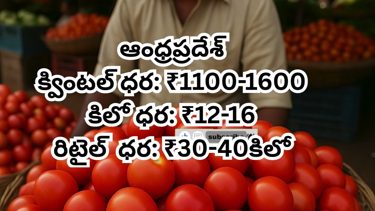 మార్కెట్‌లో టమాటా రేట్లు | ఆంధ్రప్రదేశ్ & తెలంగాణ తాజా వార్తలు – Daily Market Prices Updates