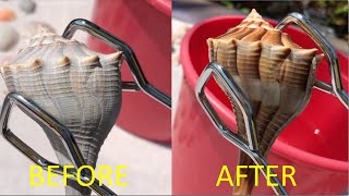 Muriatic Acid Shell Cleaning. What happens to shells cleaned with acid. Tons of before & after!