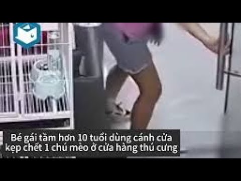 Video Bé gái cố tình dùng cửa kính kẹp chết mèo con, ở cửa... - youtube