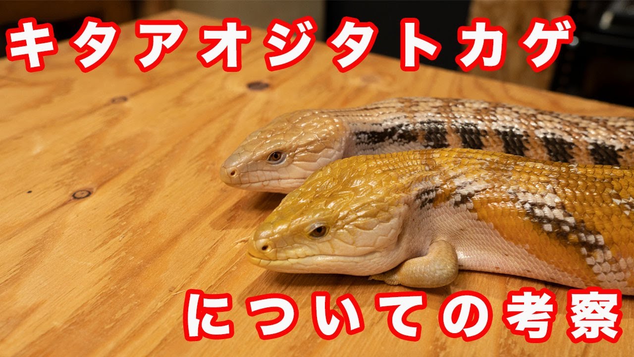飼育種紹介！！キタアオジタトカゲ