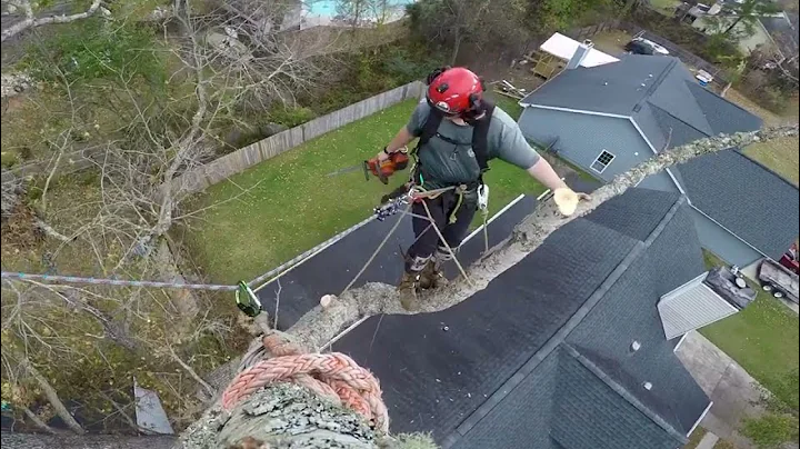 Taking down an oak with a gangster lean!