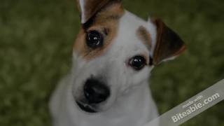 Alfie Deyes Celebrity Information