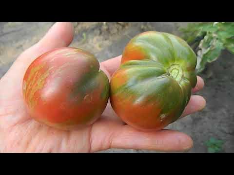 Томат Король Арамис гном - YouTube